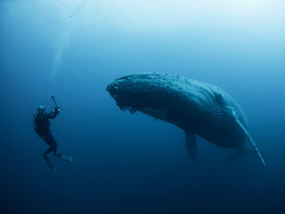 Ein Wal schwebt im Wasser gegenüber eines Kameramannes.
