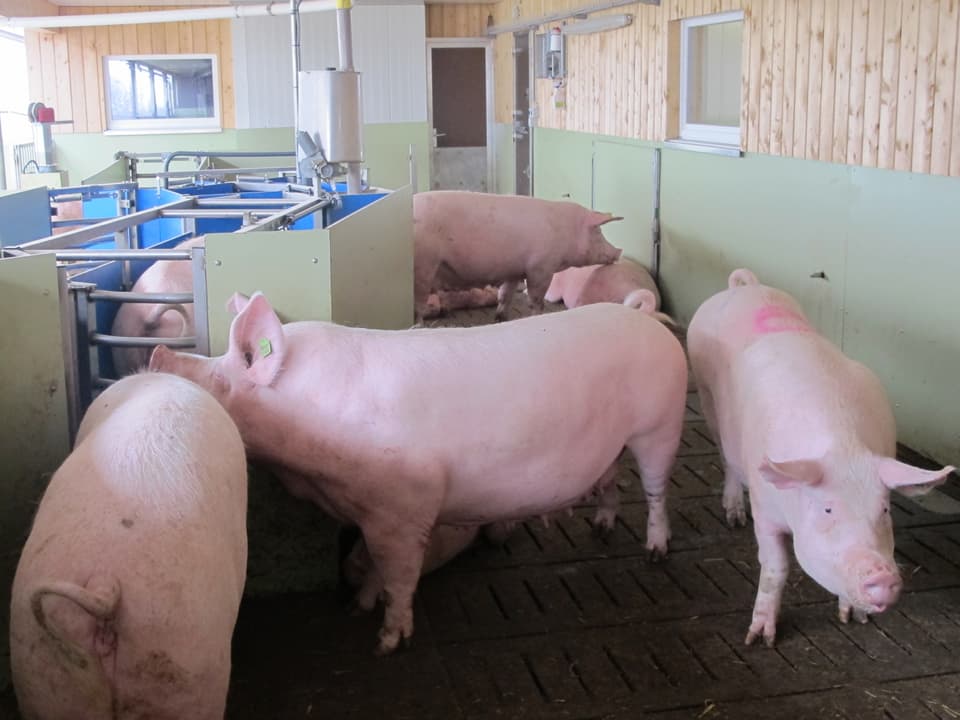 Schweine im Freilaufstall stehen um ein Metallkonstrukt herum.