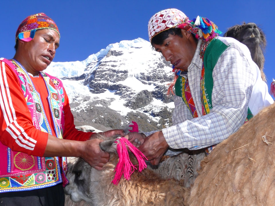 Zwei bunt gekleidete Männer schmücken die Ohren eines Lamas mit pinken Bändern. 