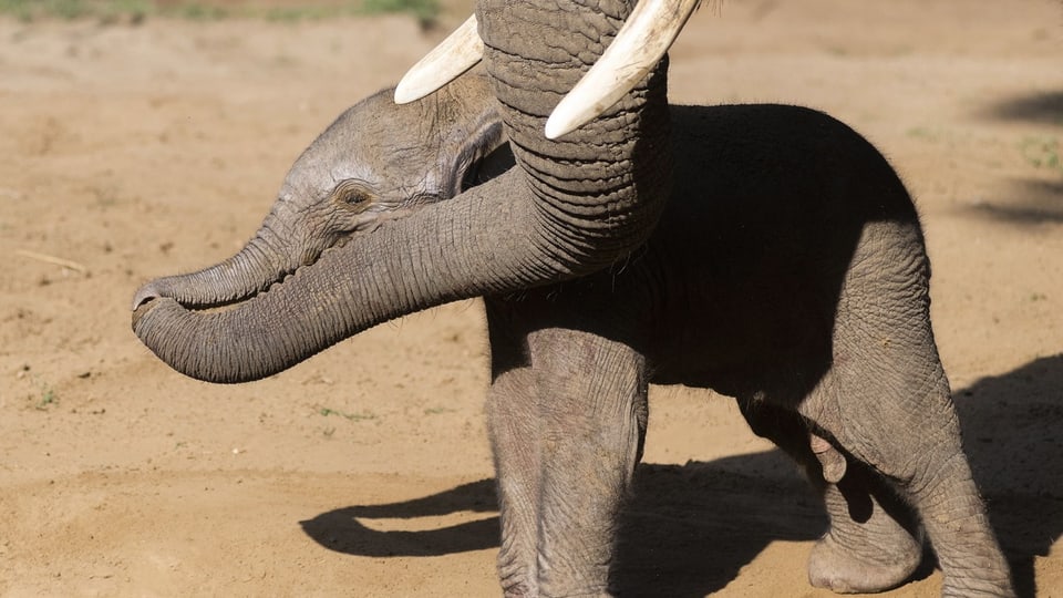 Warum Botswana 20`000 Elefanten nach Deutschland schicken will