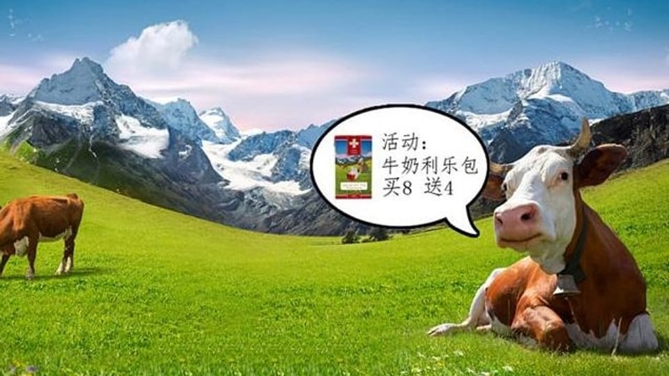 Eine Kuh auf einer grünen Wiese, hinten die Alpen. 