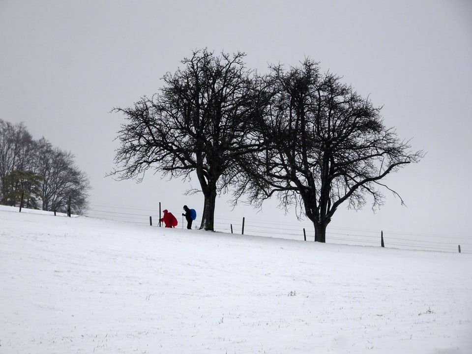 Zwei Wanderer, in roter und blauer Wetterschutzjacke, stapfen durch den Neuschnee. Im Bild sind zudem zwei Bäume ein Zaun und eine weiss verschneiter Hügel vorhanden.