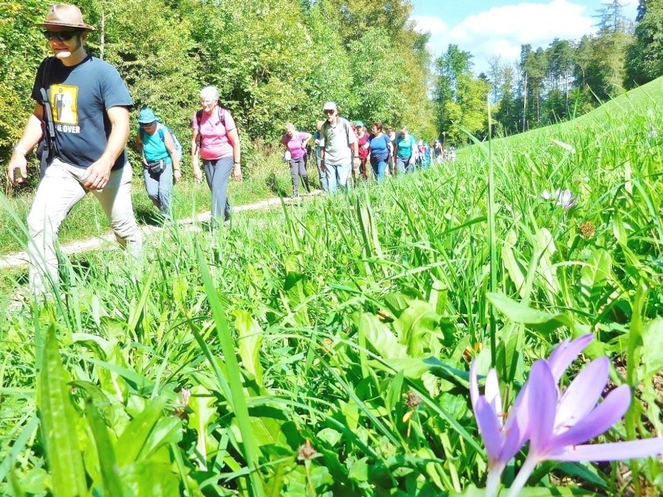 Nationaler Wandertag in Arboldswil/BL: Einige Wanderer auf einem Weg und nebenan grüner Rasen mit einer violetten Krokus. 
