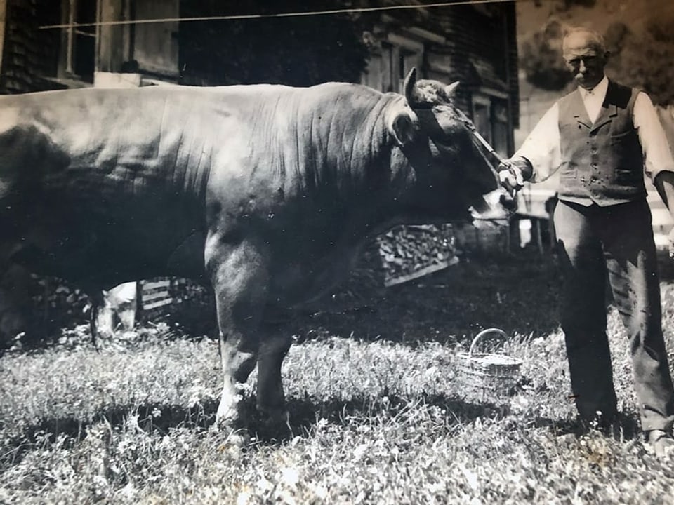 Altes Foto von einem Mann und einer Kuh.