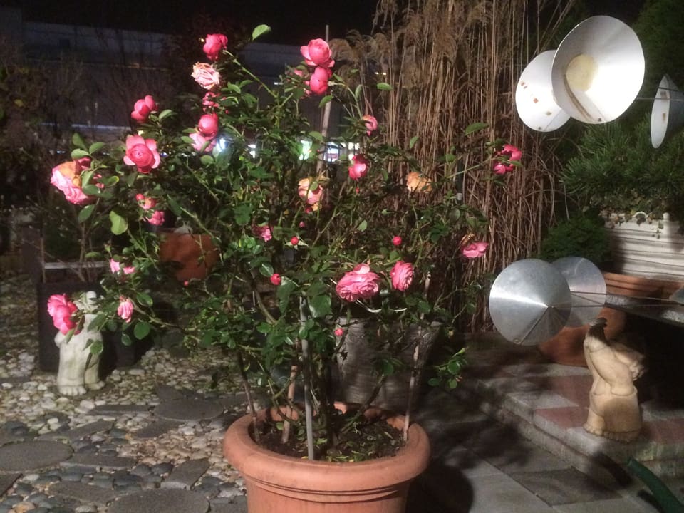 Ein Rosenstock in einem Garten.