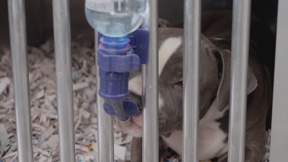 Ein Hundewelpe trinkt Wasser in einem Käfig