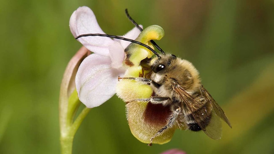 Eine Langhornbiene auf einer Blüte sitzend.