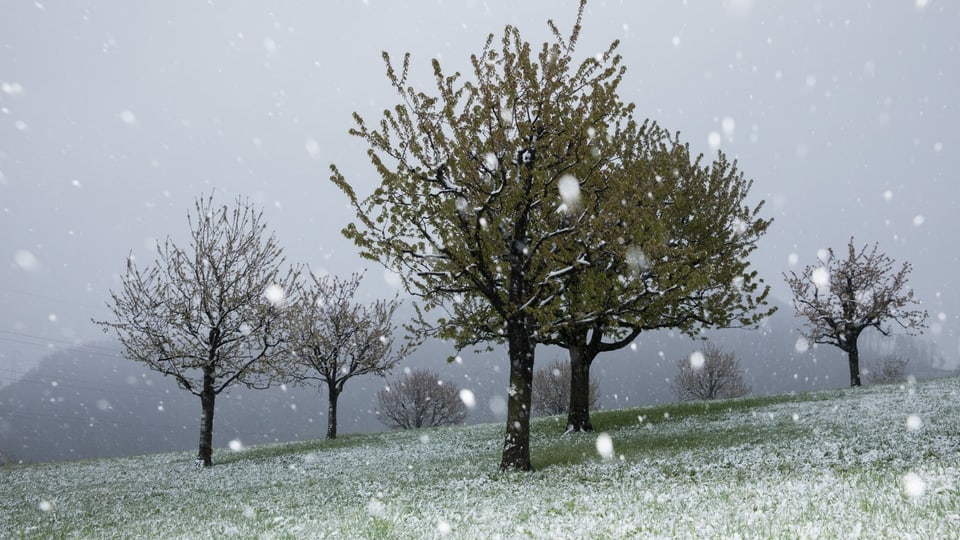 12. April in Pratteln Grosse Schneeflocken fallen auf eine wiese bei Pratteln/BL.