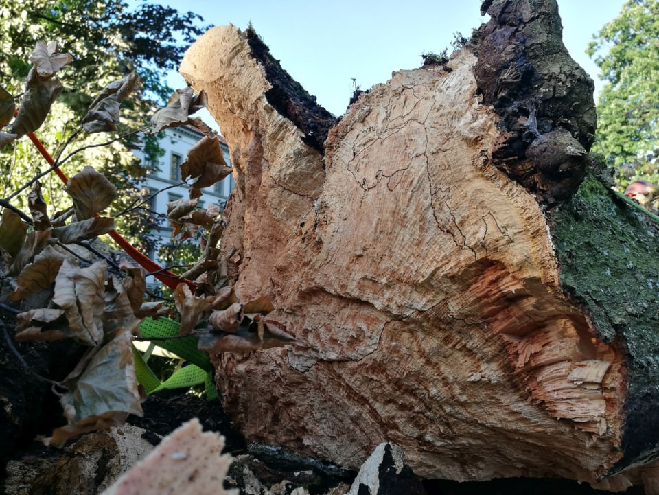 Pilze können Holz zersetzen