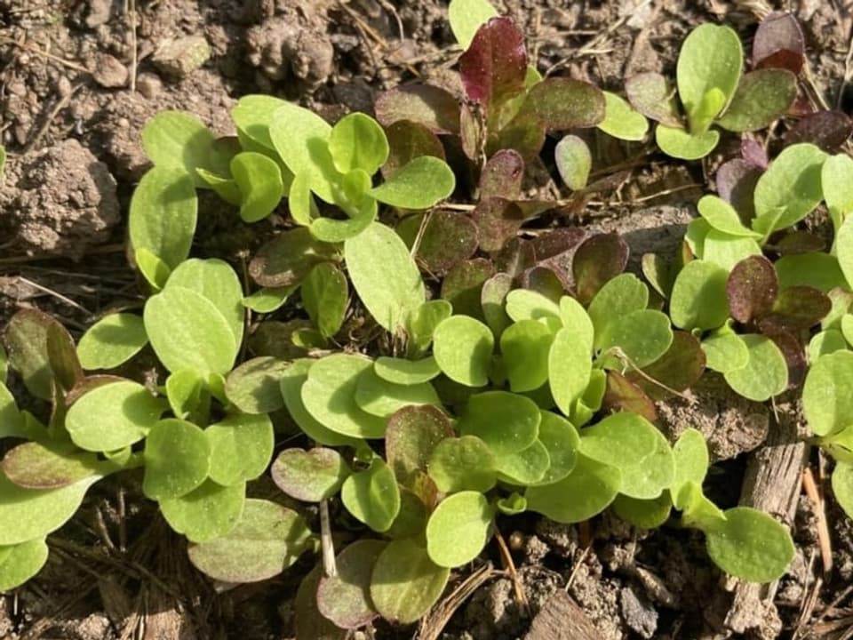 Kleine Salatpflanzen in einem Gartenbeet