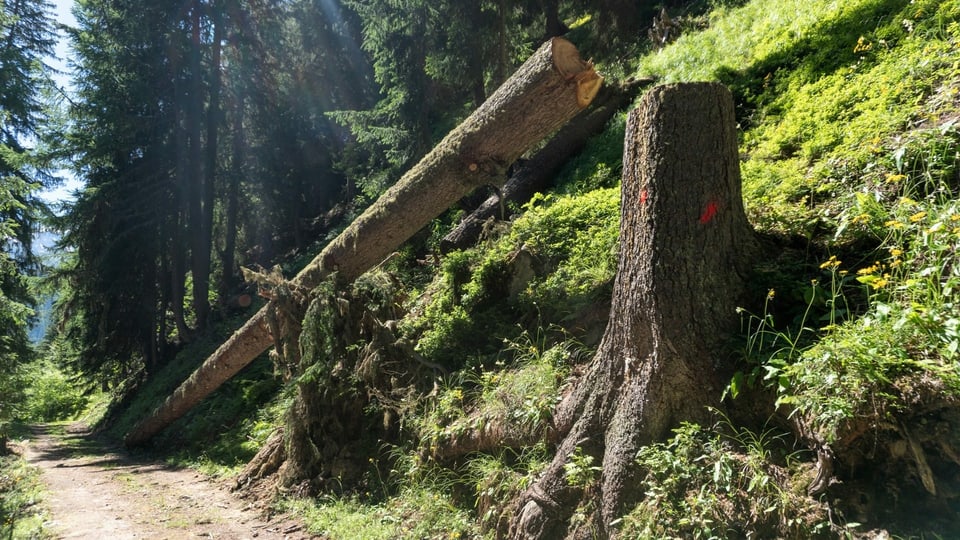 Gefällter Baum, der an steilem Hang stand