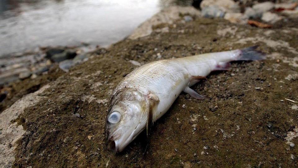 Toter Fisch an Flussufer.
