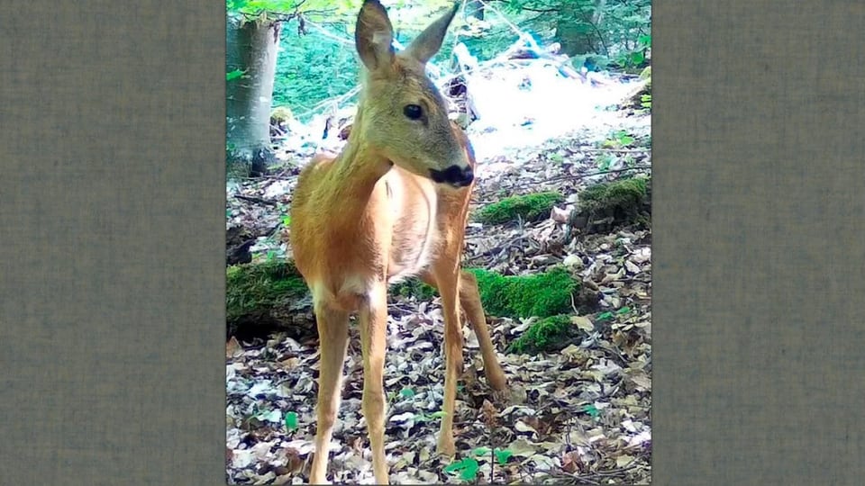 Ein Reh steht im Wald.