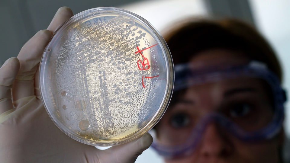 Eine Laborantin hält eine Petrischale mit einer Kultur von E. Coli-Bakterien in die Höhe.