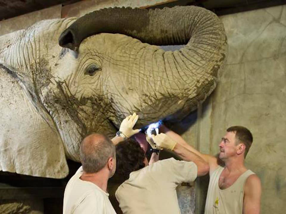 Stefan Hoby untersucht mit einer Taschenlampe die Zähne eines Elefanten. Zwei Tierpfleger helfen ihm dabei.