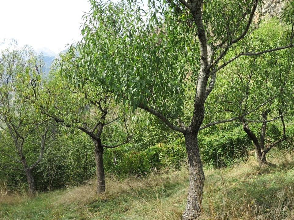 In Germanns Walliser Mandelgarten stehen mittlerweile rund 50 solche Bäume. 