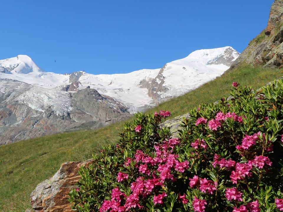 Berglandschaft mit weinrot blühenden Alpenrosen im Vordergrund. Die Sonne scheint und der Himmel ist wolkenlos. 