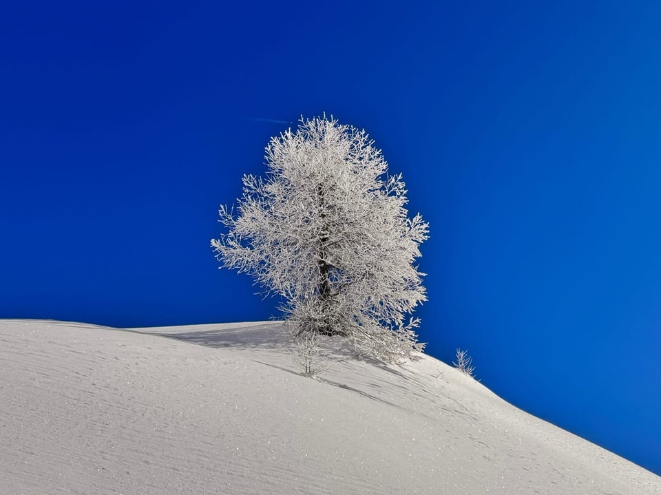 Ein verschneiter Baum vor stahlblauem Himmel.
