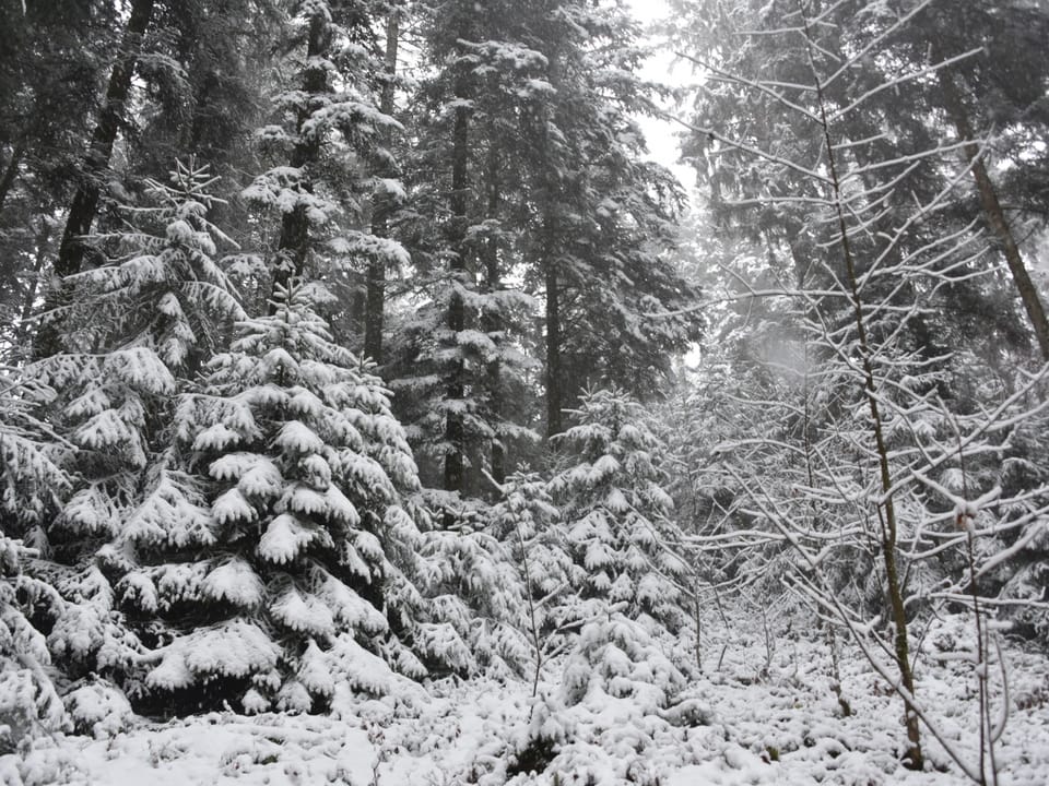 Schnee im Wald.