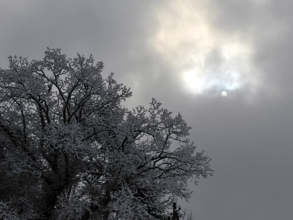 Ein verschneiter Baum, durch dichte Wolken drückt die Sonne.