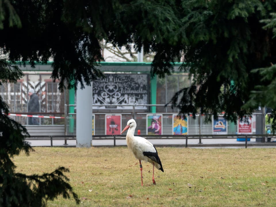 Storch spaziert im Park.