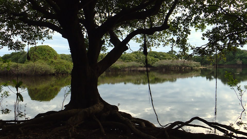 Am Ufer des Rio Negro
