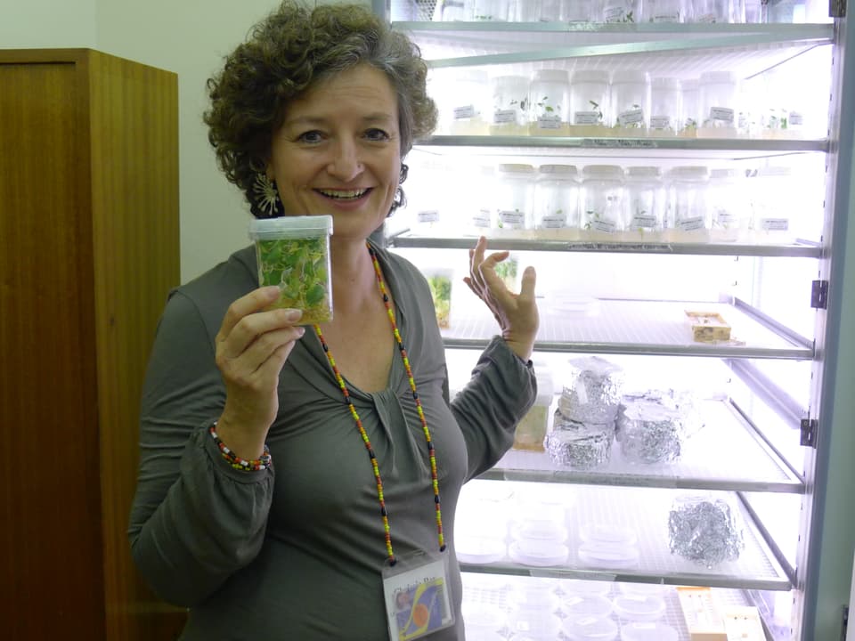 Die Forscherin Chrissie Rey von der Witwatersrand Universität in Johannesburg in Südafrika zeigt einen Behälter mit gentechnisch verändertem Maniok.