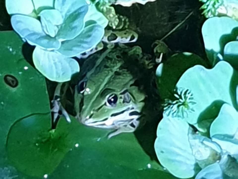 Frosch unter Blättern.