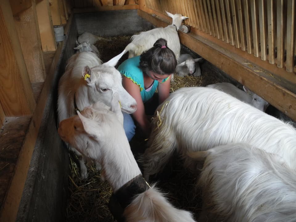 Frau kniet inmitten von Ziegenherde im Stall und melkt Ziege.