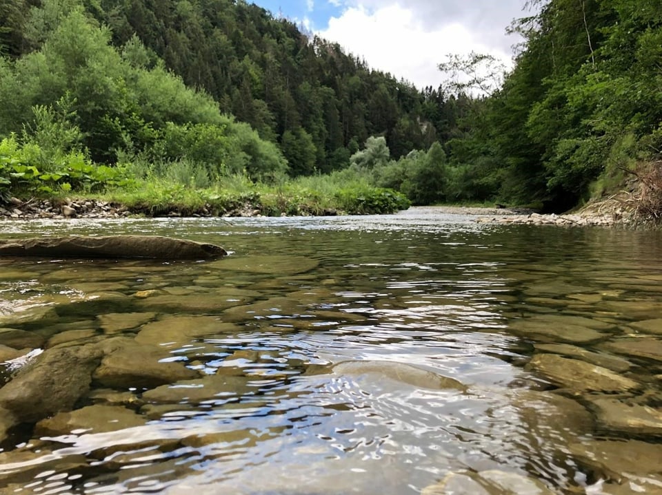 Fluss mit Steinen und Wald