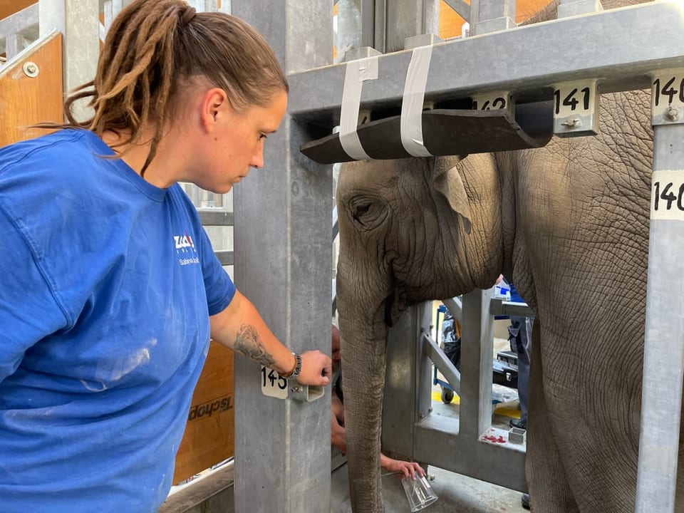 Eine Tierpflegerin betreut einen Elefanten im Zoo Zürich