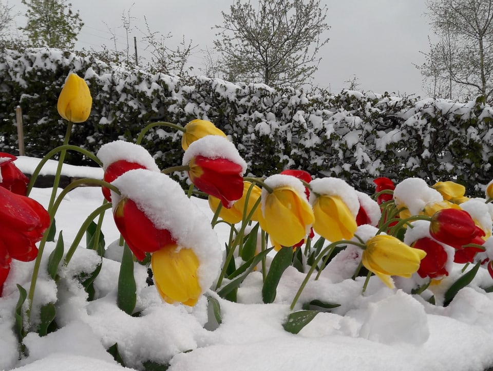 Tulpen beugen sich unter der Last des Schnees