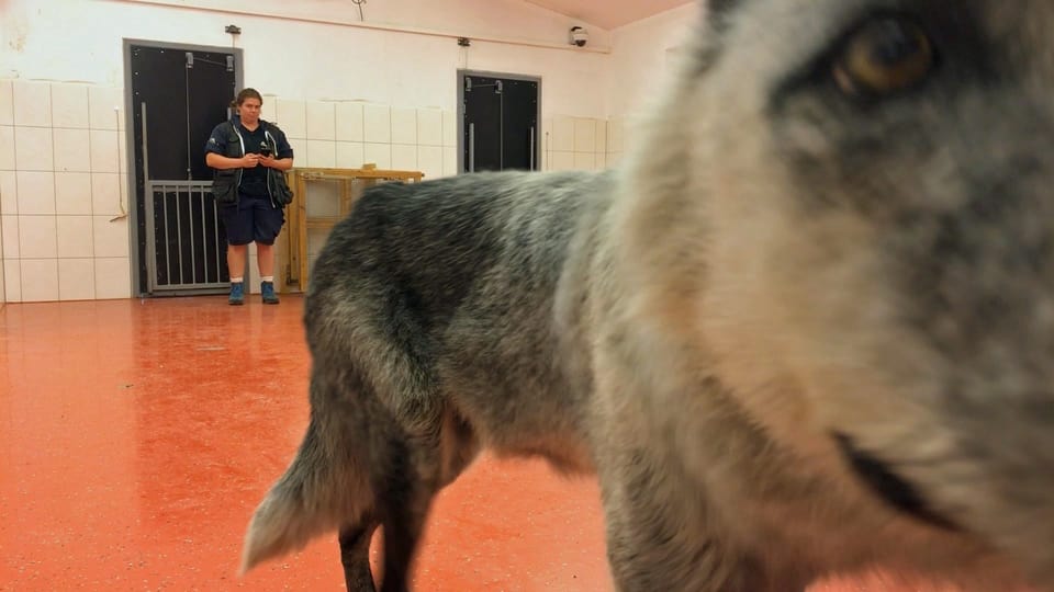 Verhaltensunterschiede zwischen Wolf und Hund