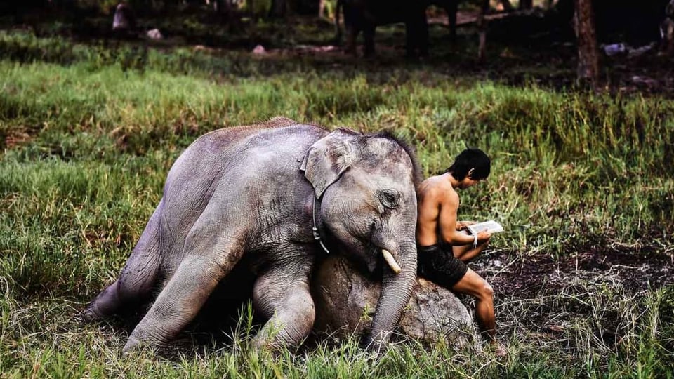 Ein lesender Mann und ein Elefant