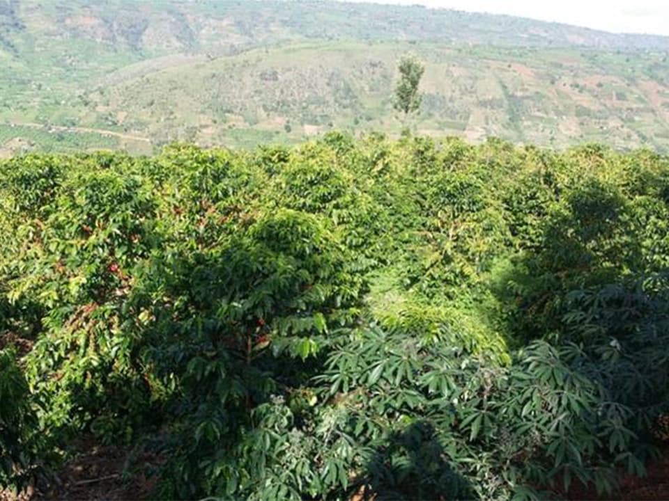 Kaffeestauden im Anbaugebiet in Ruanda