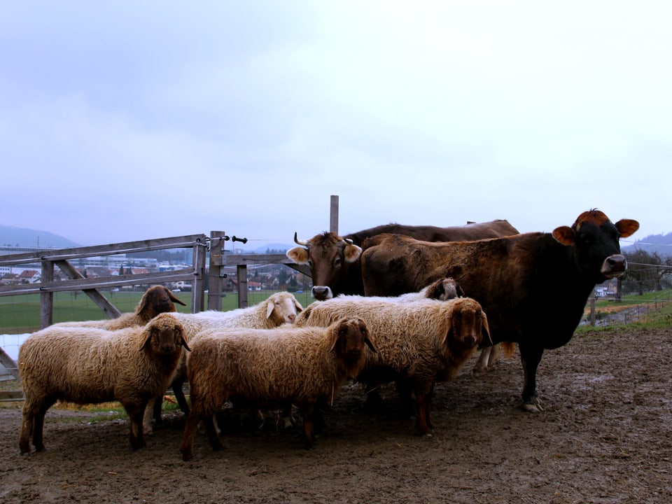 Kühe und Schafe auf dem Hof.