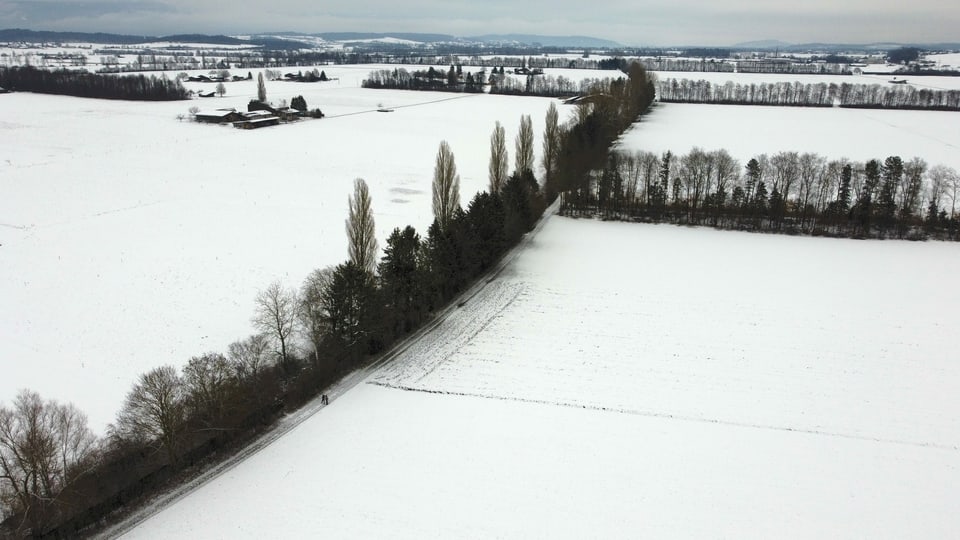 Verschneite Felder aus der Vogelperspektive, auf einer Linie stehen dicht gedrängt verschiedene Bäume.