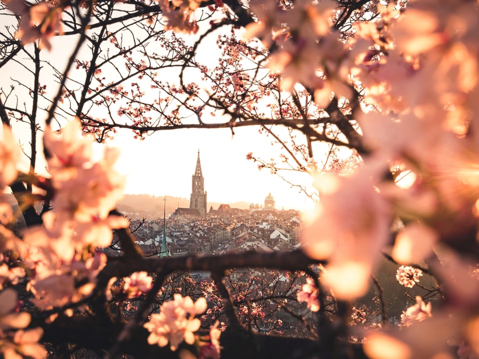 Blick, durch Blüten auf Bern.