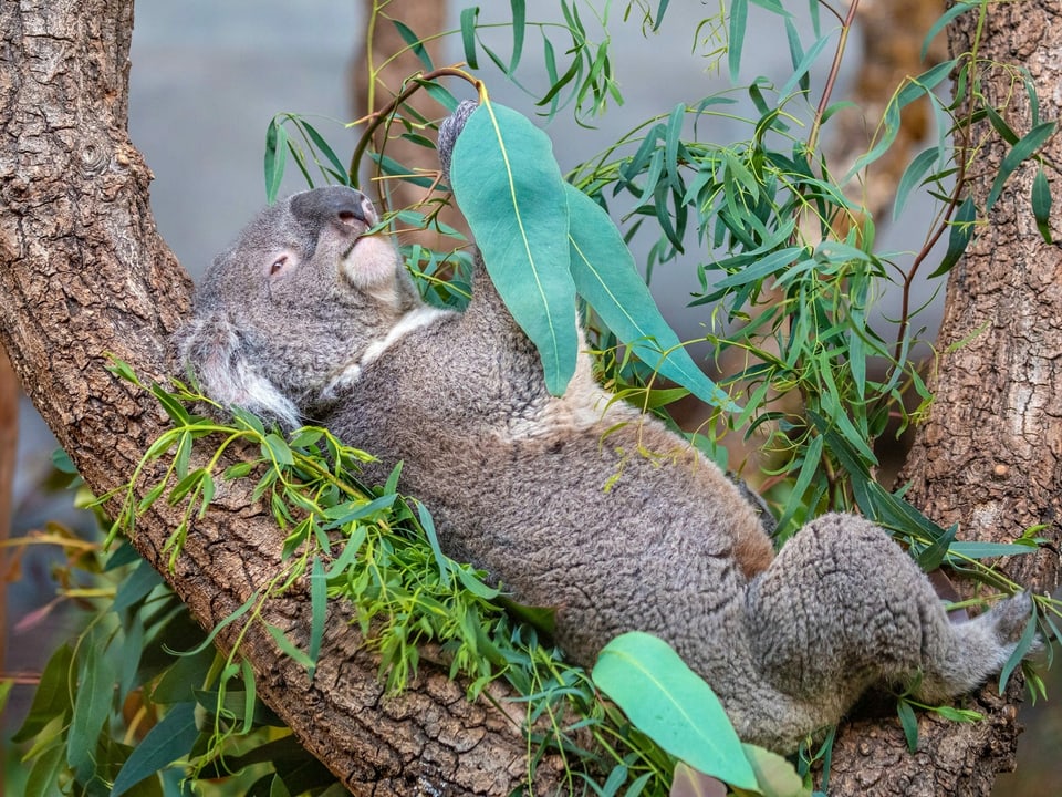 Koala Mikey frisst Eukalyptusblätter