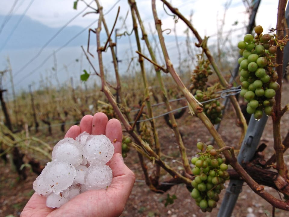 Hand mit grossen Hagelkörnern, dahinter grüne Reben mit braunen Flecken. 