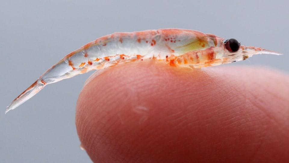 Ein kleiner Krill auf einem menschlichen Finger.