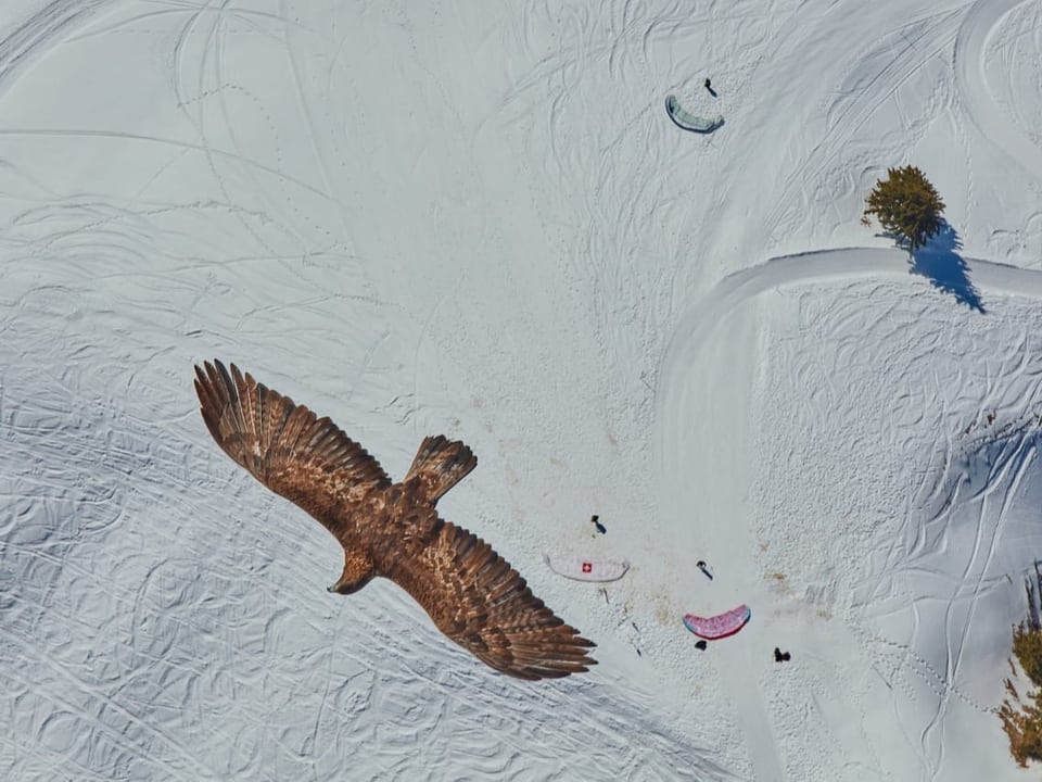 Vogel über Schnee und Gleitschirmen