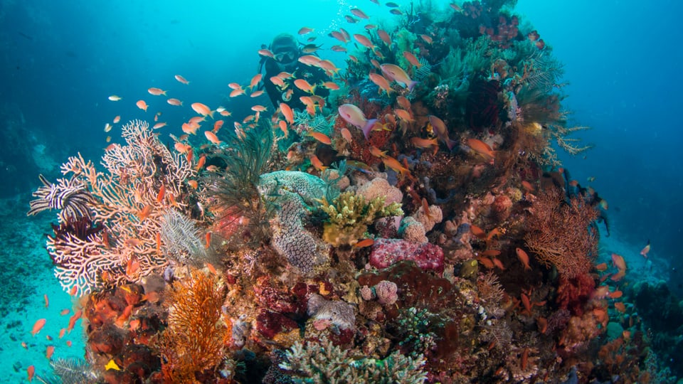 Fische schwimmen durchs Korallenriff
