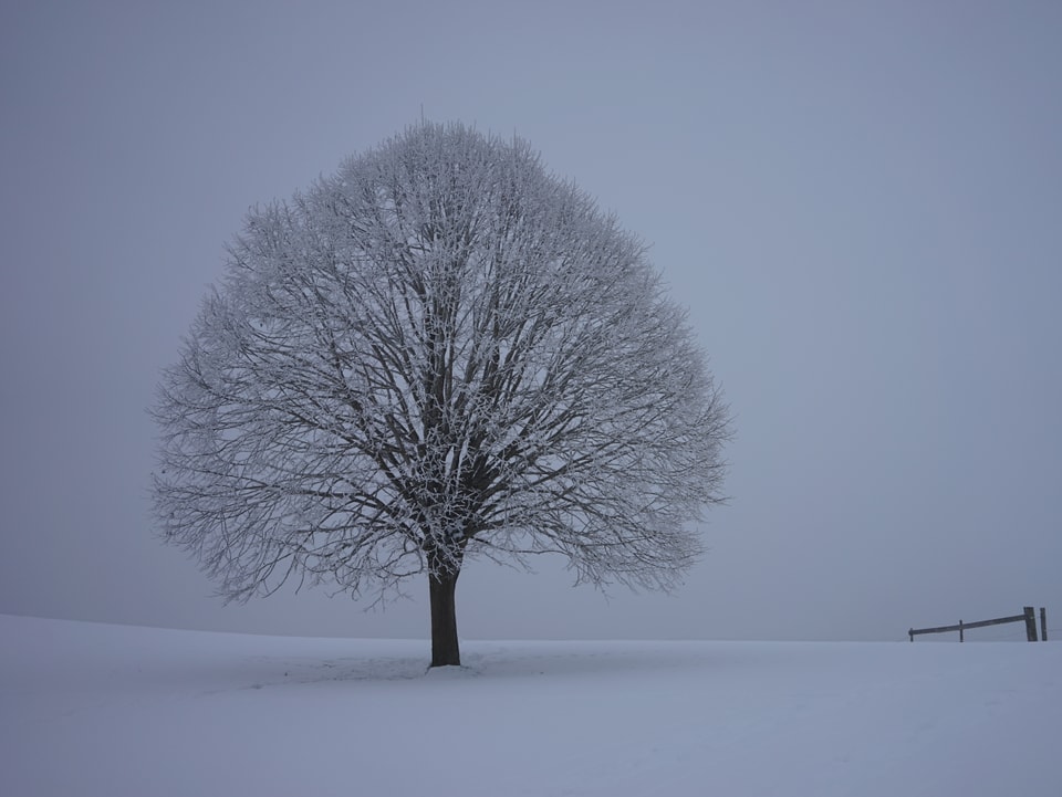 Grauer Himmel, Schnee, ein Baum.