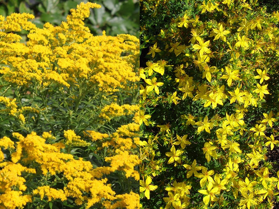 Zwei gelbe Pflanzen einander gegenüber gestellt. 