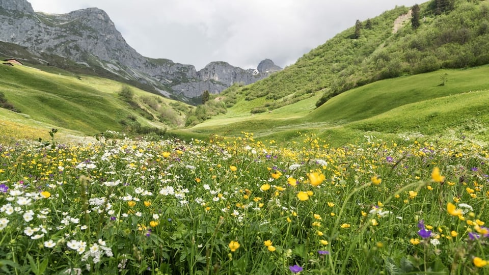 Blumenreiche Magerwiese in St. Antoenien-Partnun im buendnerischen Praettigau.