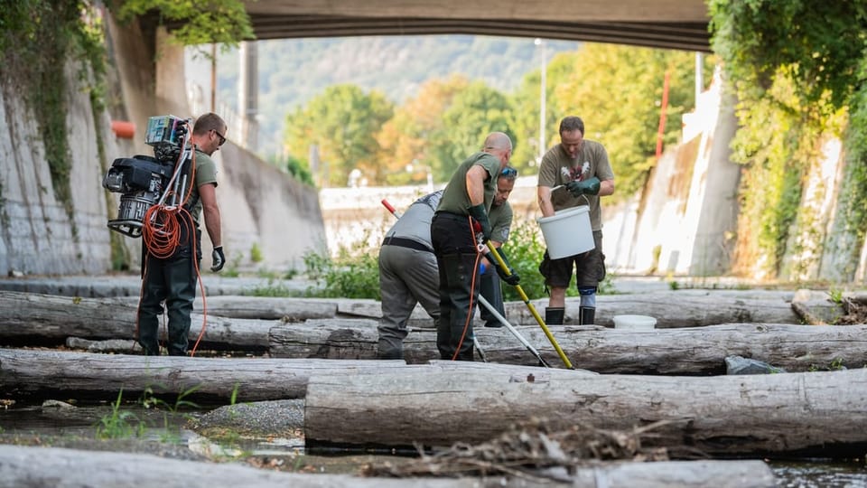 Leute nehmen die Fische raus, weil es kein Wasser mehr im Bach hat