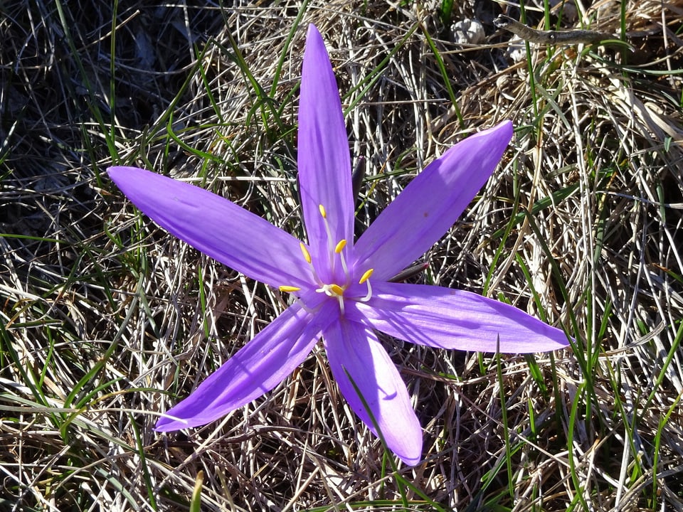 Eine schöne Blume mit sechs Violetten Blütenblättern.
