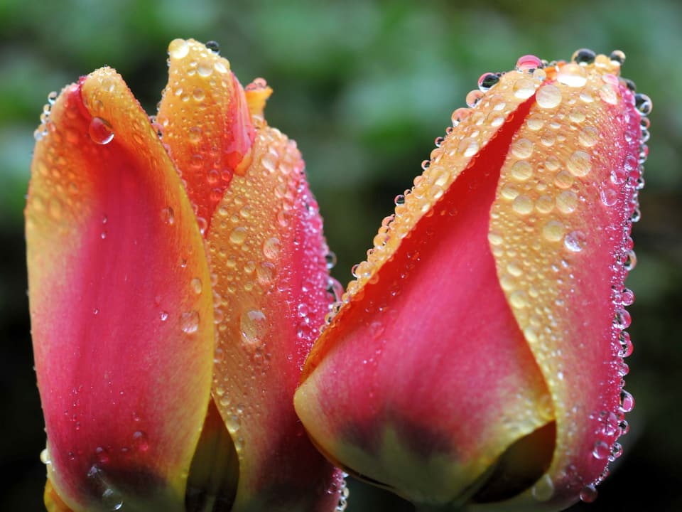 Nass Tulpen waren im Frühling keine Seltenheit.