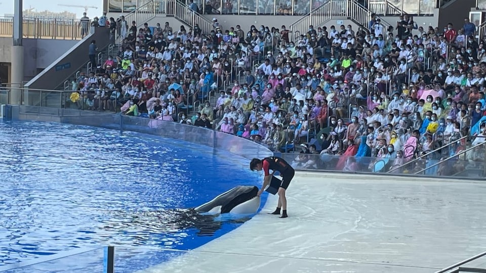 Orca-Show vor Publikum